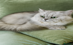 Scottish Fold cats for sale: Bundle of 11 Scottish fold Straight Ears Kittens - Image 39