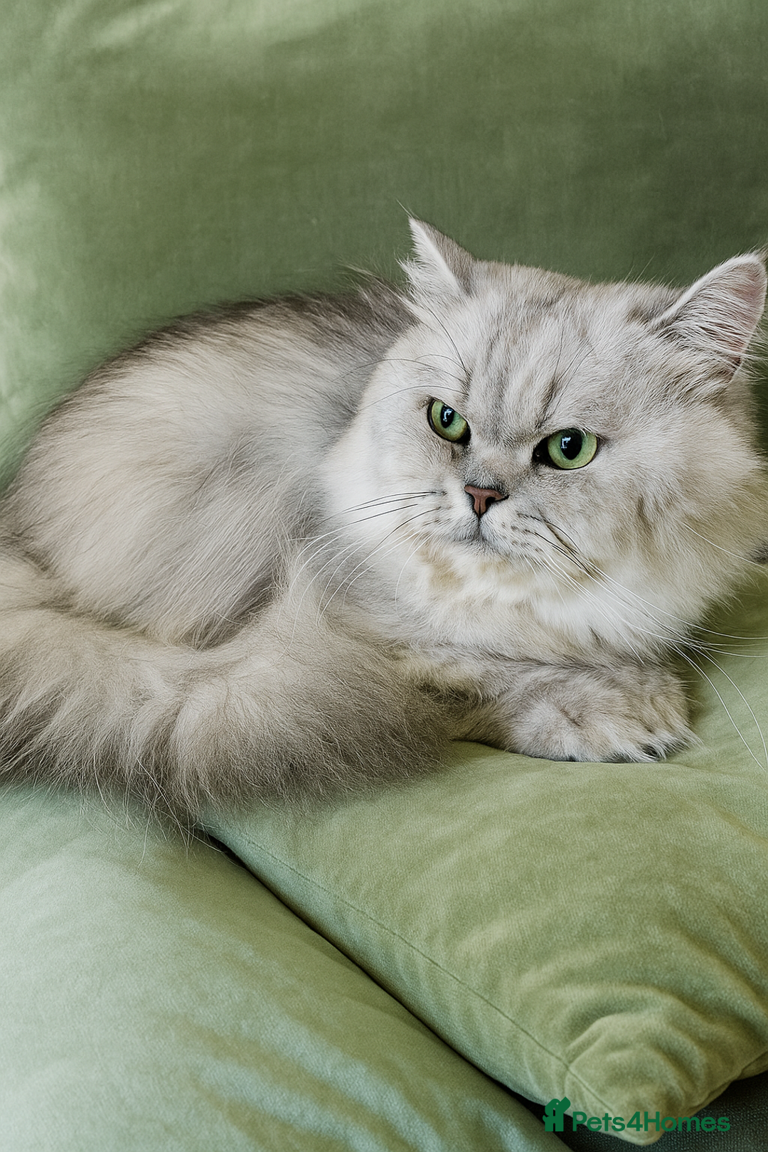 Scottish Fold cats for sale: Bundle of 11 Scottish fold Straight Ears Kittens - Image 39