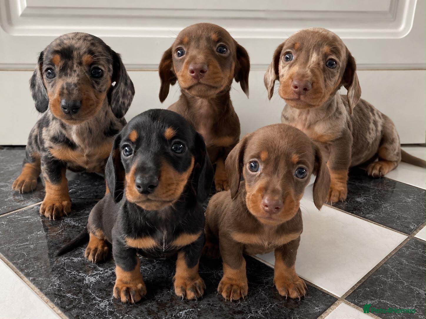 Miniature Dachshund dogs KC Registered Miniature Dachshund  - Advert 1