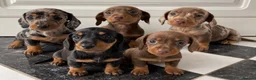 Miniature Dachshund dogs for sale: KC Registered Miniature Dachshund  - Advert 1