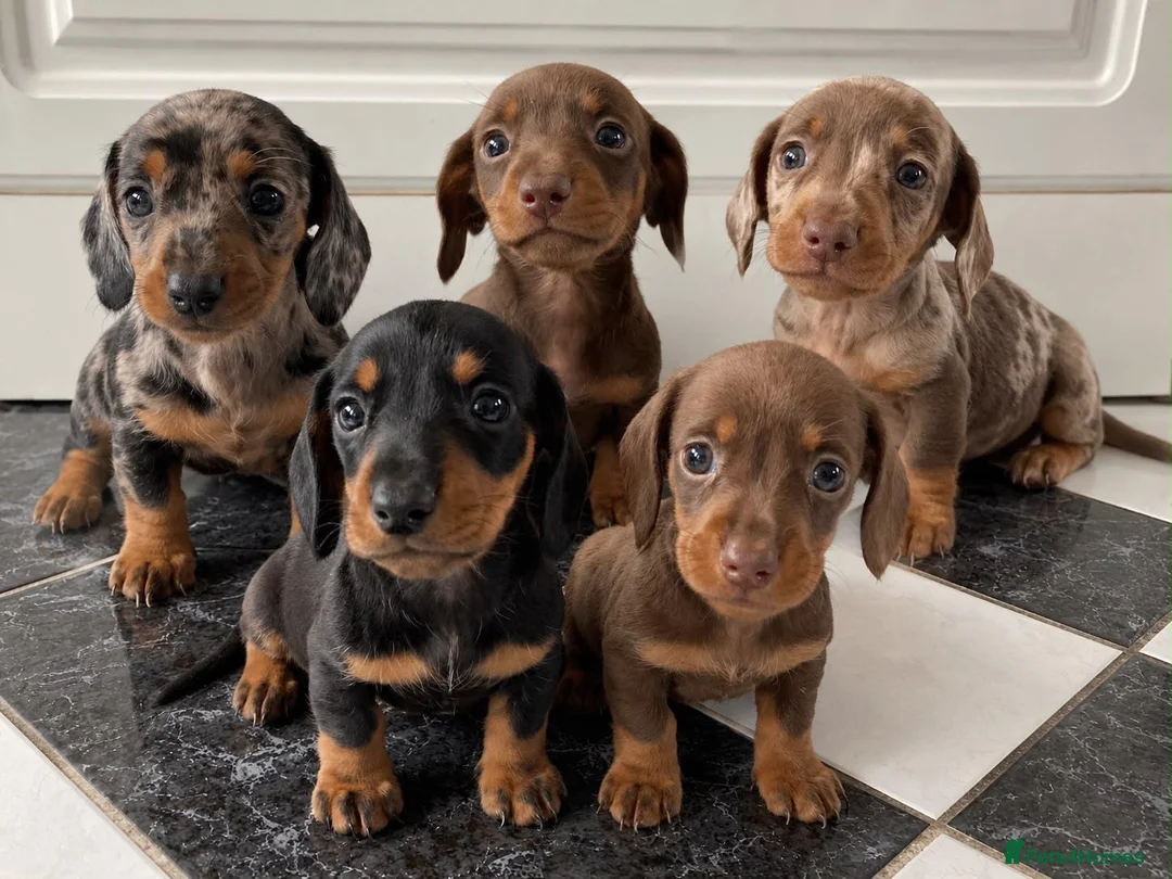 Miniature Dachshund dogs for sale: KC Registered Miniature Dachshund  - Advert 1