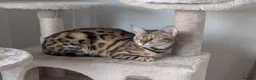 Bengal cats for sale: Trixie  in Rochdale - Advert 2