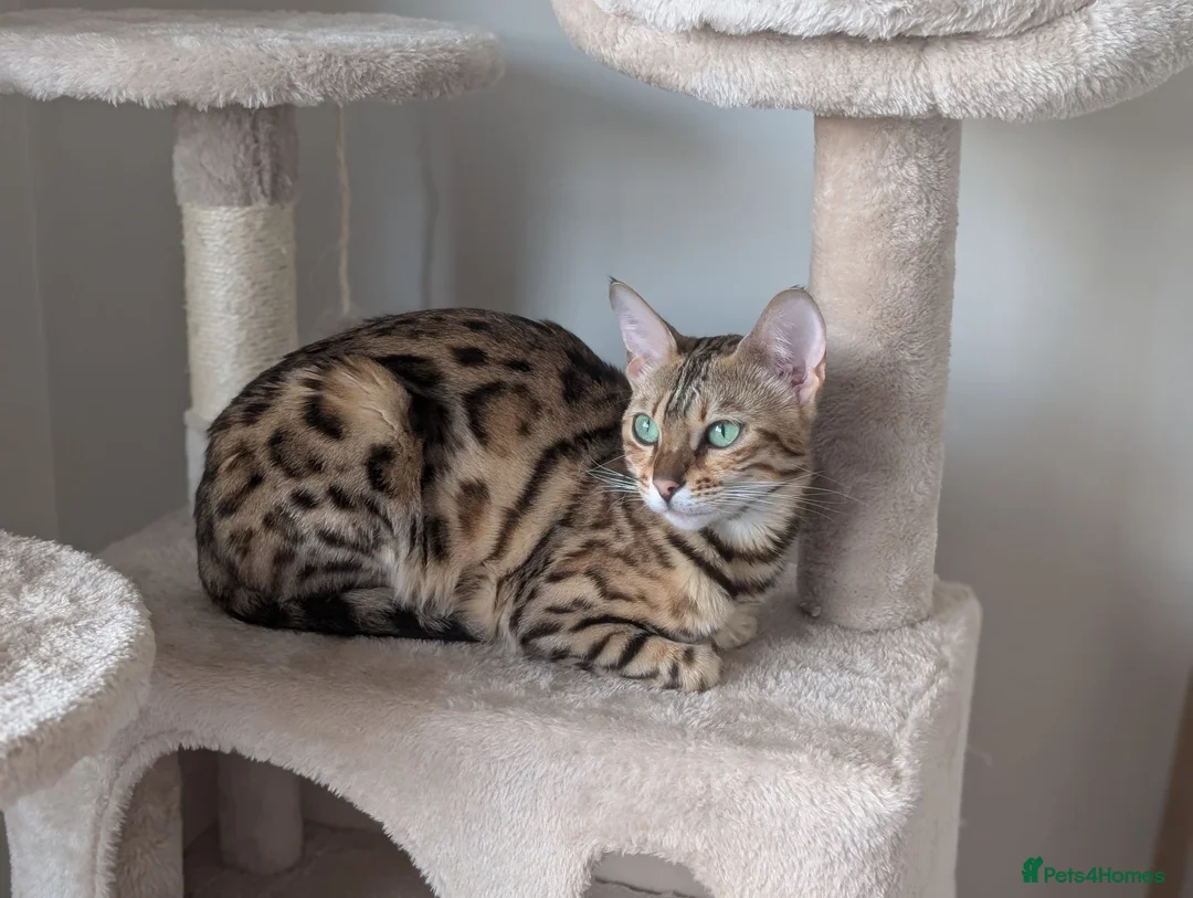 Bengal cats for sale: Trixie  in Rochdale - Advert 2