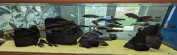 Cichlids fish for sale: Tropheus Red Rainbows  in Carnforth - Advert 3
