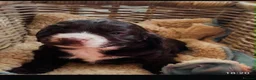 Cocker Spaniel dogs for sale: Dumplings 🥟  - Advert 8