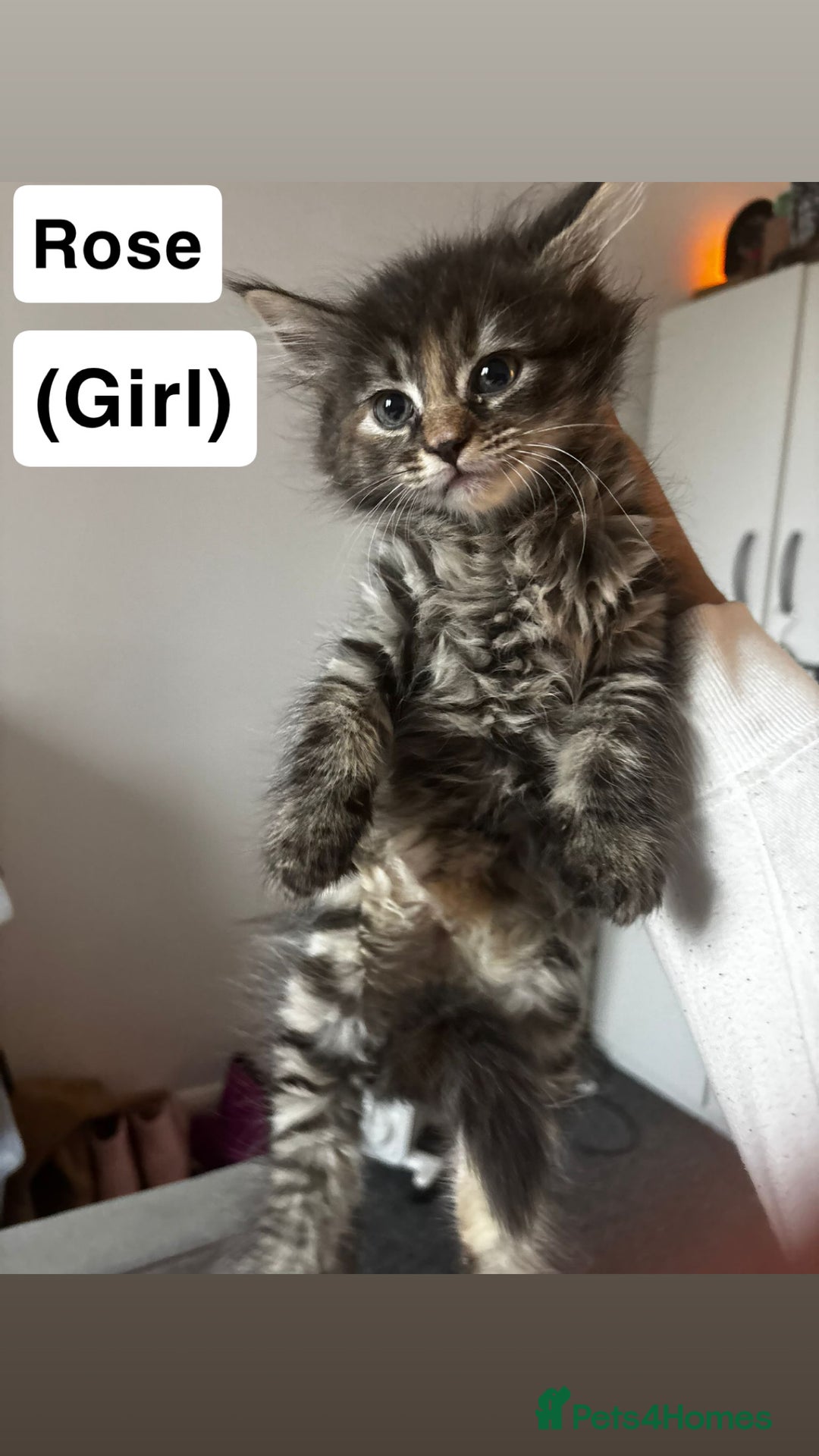 Maine Coon cats for sale: Mixed Main coon kittens available  - Advert 9