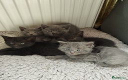 Russian Blue cats for sale: Russian Blue x British Shorthair Kittens for sale - Image 2