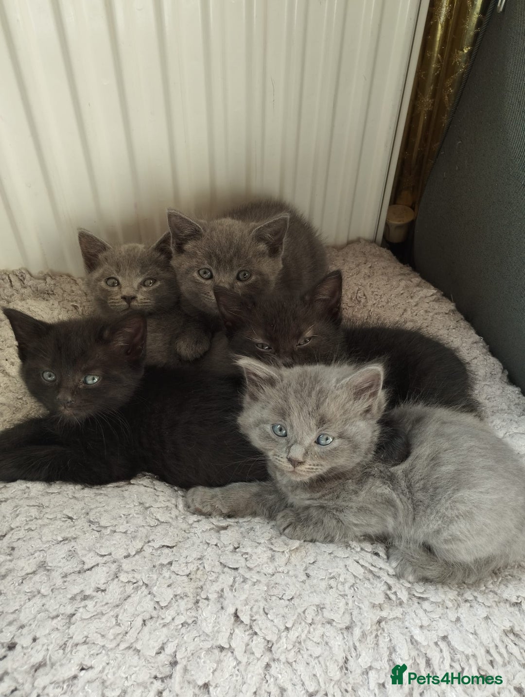 Russian Blue cats for sale: Russian Blue x British Shorthair Kittens for sale - Image 2