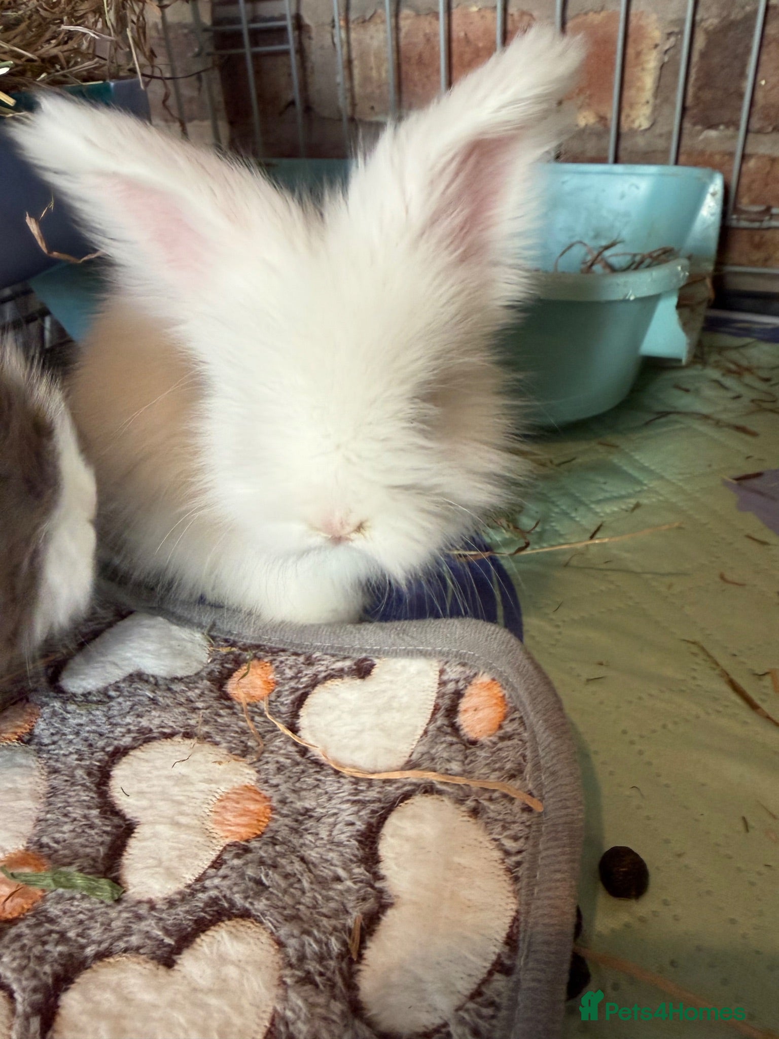 Angora rabbits Angora full face purebred balls of fluff 🐇  - Advert 1