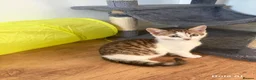 Domestic Shorthair cats for sale: 🐱 Loving kitten Looking for a New Home 🏡 - Advert 1