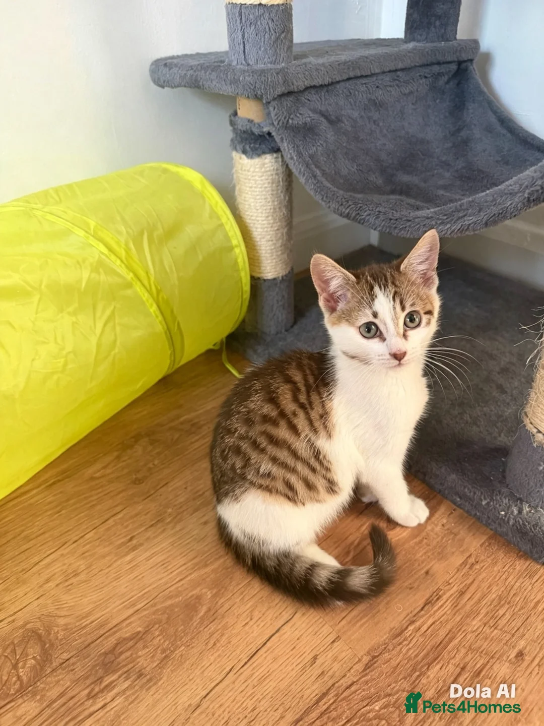 Domestic Shorthair cats for sale: 🐱 Loving kitten Looking for a New Home 🏡 - Advert 1
