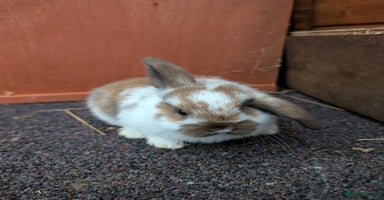 Mini Lop rabbits - Advert 8
