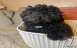 Cavapoo dogs for sale: Beautiful F1BB Cavapoo Girl - Image 3
