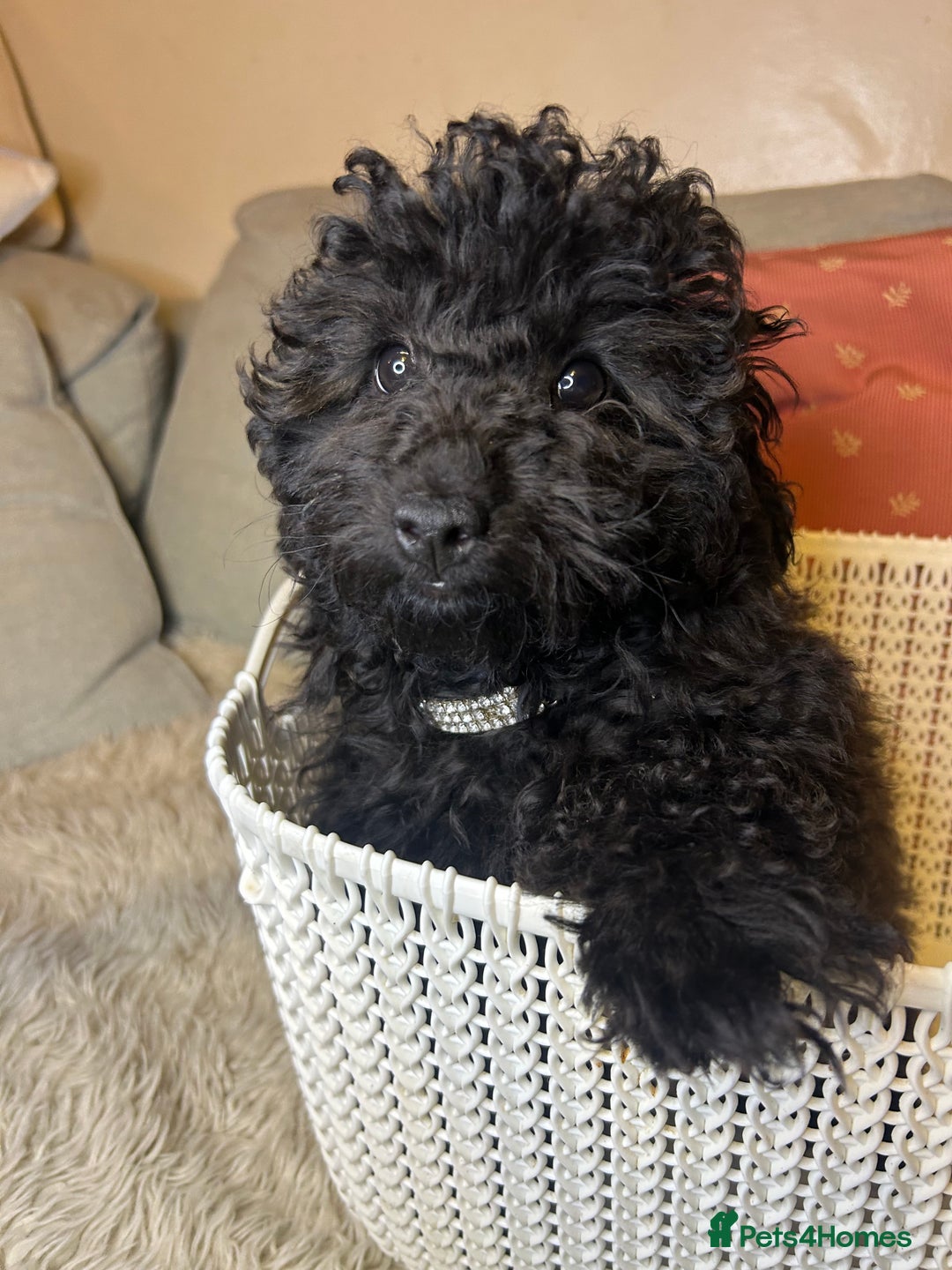 Cavapoo dogs for sale: Beautiful F1BB Cavapoo Girl - Image 3