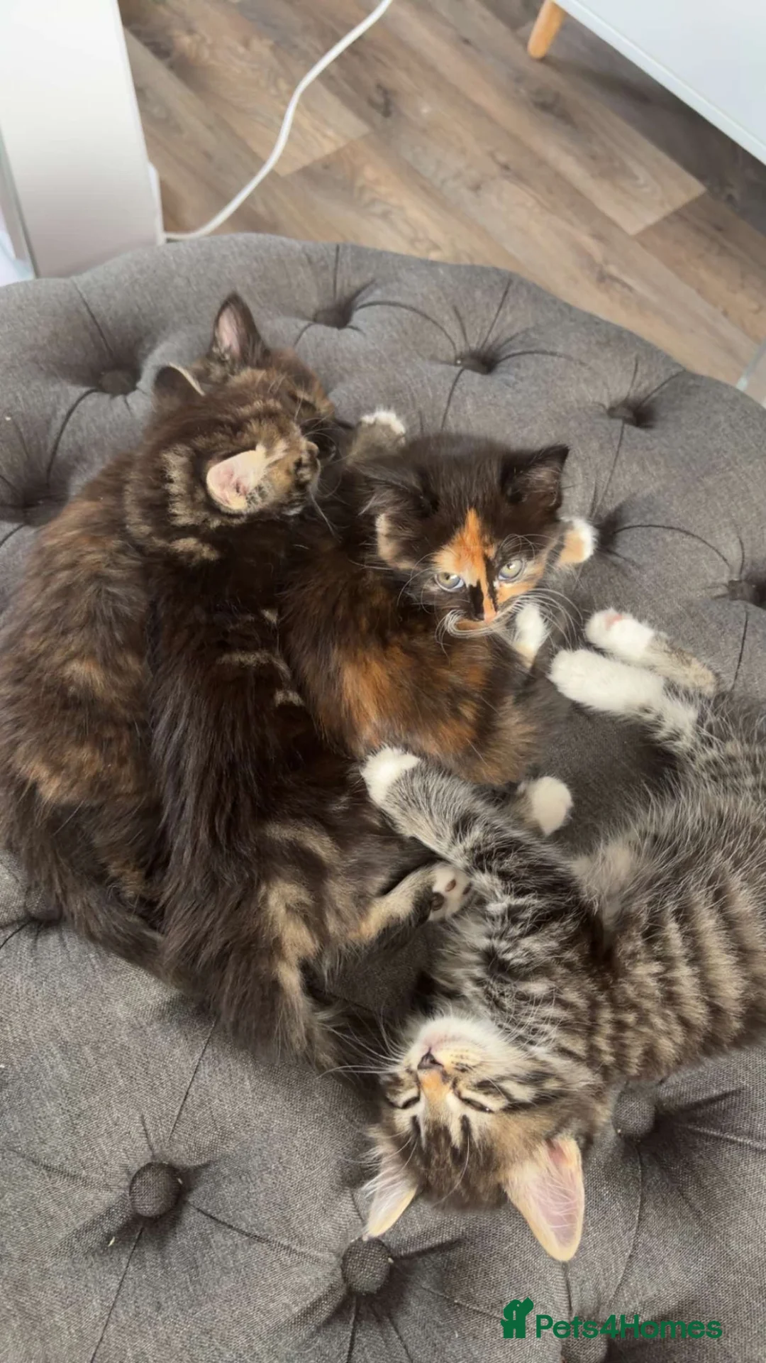 Mixed Breed cats for sale: 3 Domestic Longhaired in Chessington - Advert 2
