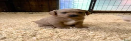 Labradoodle dogs for sale: Miniature Labradoodle Puppies - Advert 11