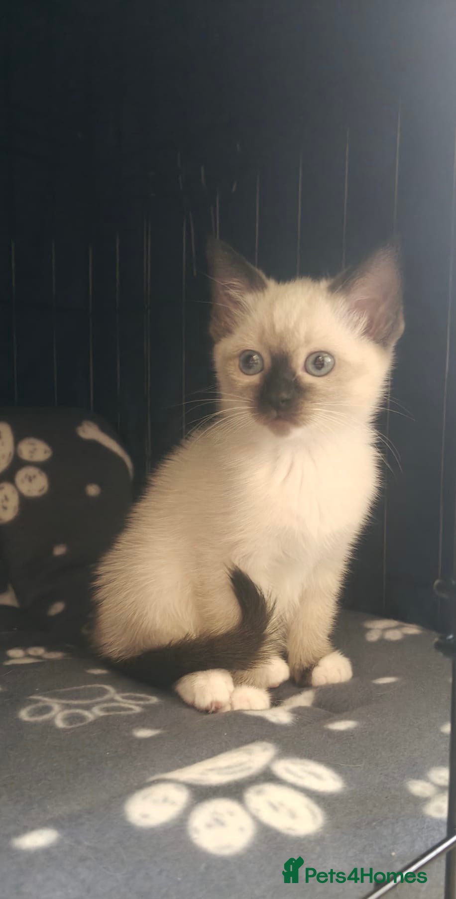 Siamese cats PLAYFUL LOVING CONFIDENT SIAMESE GIRL BLUE EYES - Advert 4