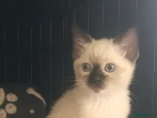 Siamese cats PLAYFUL LOVING CONFIDENT SIAMESE GIRL BLUE EYES - Advert 4