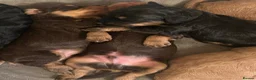 Cockapoo dogs for sale: Beautiful F1 Cockapoo Puppies – Ready Soon  £1,200 - Advert 14