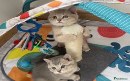 British Shorthair cats for sale: GCCF British Shorthair Kittens– Champion Lines - Image 6