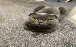 Scottish Fold cats for sale: SCOTTISH FOLD MALE 2 yrs - Advert 2