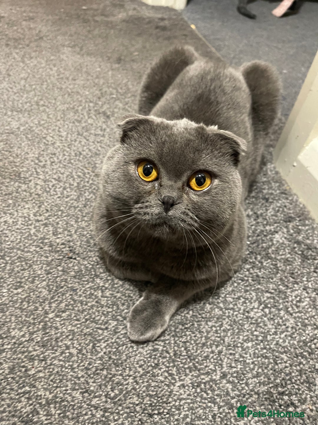 Scottish Fold cats for sale: SCOTTISH FOLD MALE 2 yrs - Advert 2