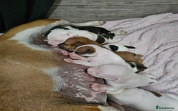 Staffordshire Bull Terrier dogs for sale: 🐾 Beautiful Staffordshire Bull Terrier Puppies 🐾 - Image 25