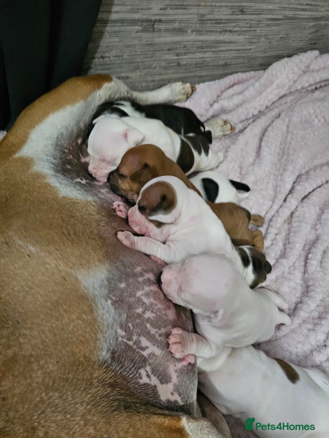 Staffordshire Bull Terrier dogs for sale: 🐾 Beautiful Staffordshire Bull Terrier Puppies 🐾 - Image 25