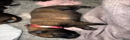 Belgian Shepherd Dog dogs for sale: Health tested dark stable but able Malinois  - Advert 3