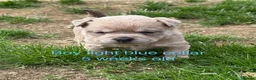 Mixed Breed dogs for sale: French chow puppies  - Advert 2