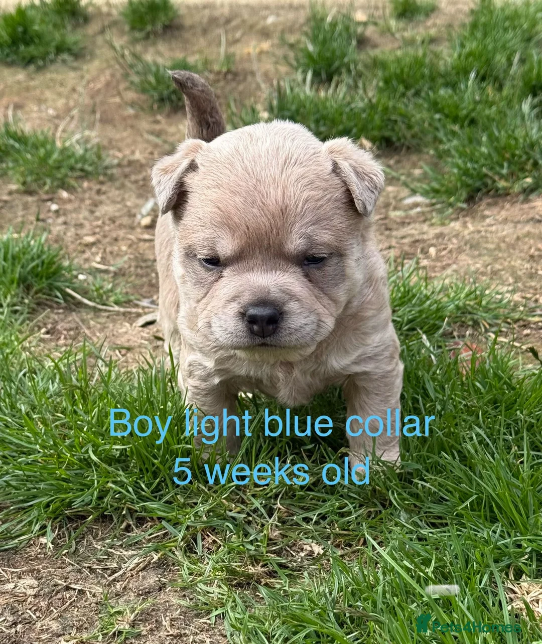 Mixed Breed dogs for sale: French chow puppies  - Advert 2