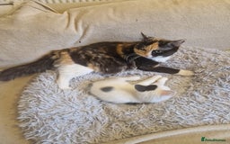 Mixed Breed cats for sale: Mixed ragdol /Turkish angora  - Image 6