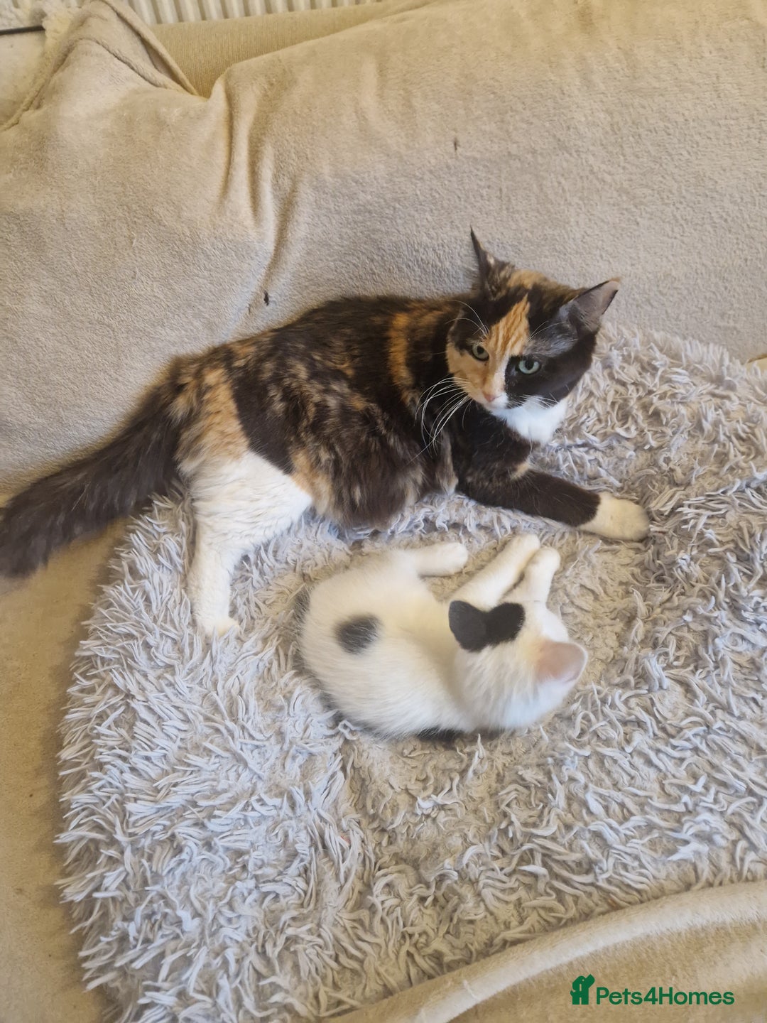 Mixed Breed cats for sale: Mixed ragdol /Turkish angora  - Image 6
