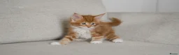 Maine Coon cats for sale: 5 Beautiful Russian Import Kittens TICA - Advert 17