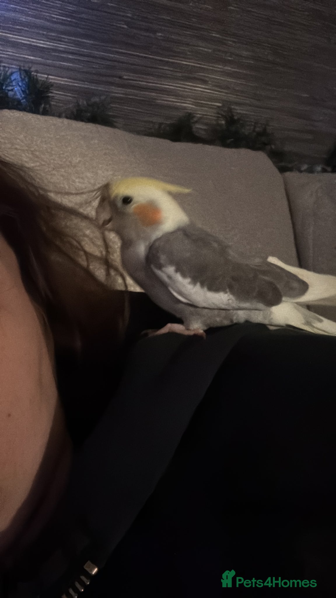 Cockatiels birds Beautiful and friendly  - Advert 1