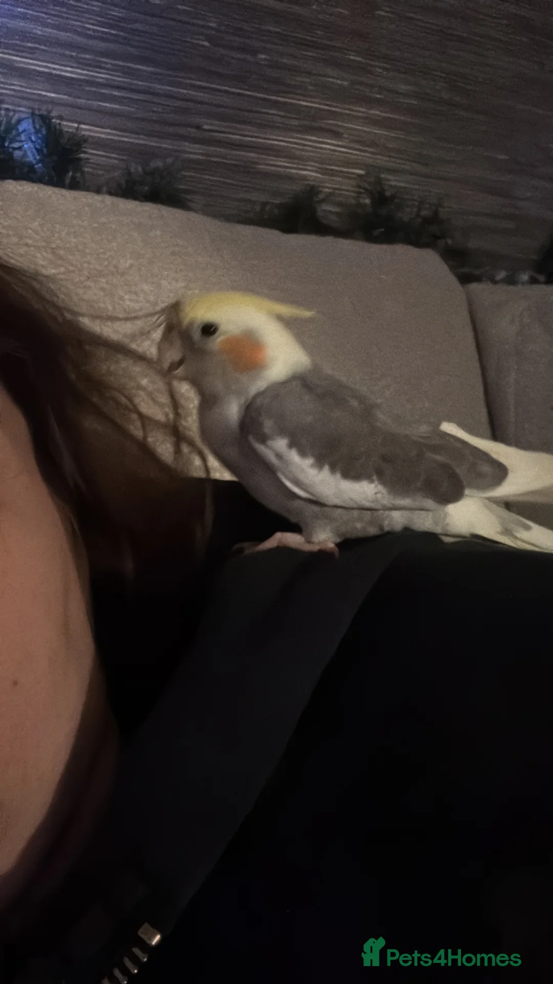 Cockatiels birds for sale: Beautiful and friendly  in Oxford - Advert 1