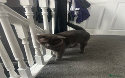British Shorthair cats for sale: Male British shorthair  - Image 6
