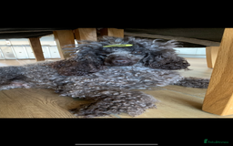 Cavapoo dogs for sale: 🐩 Stunning Chocolate KC Poodle – Lorde– 🐩 - Image 16