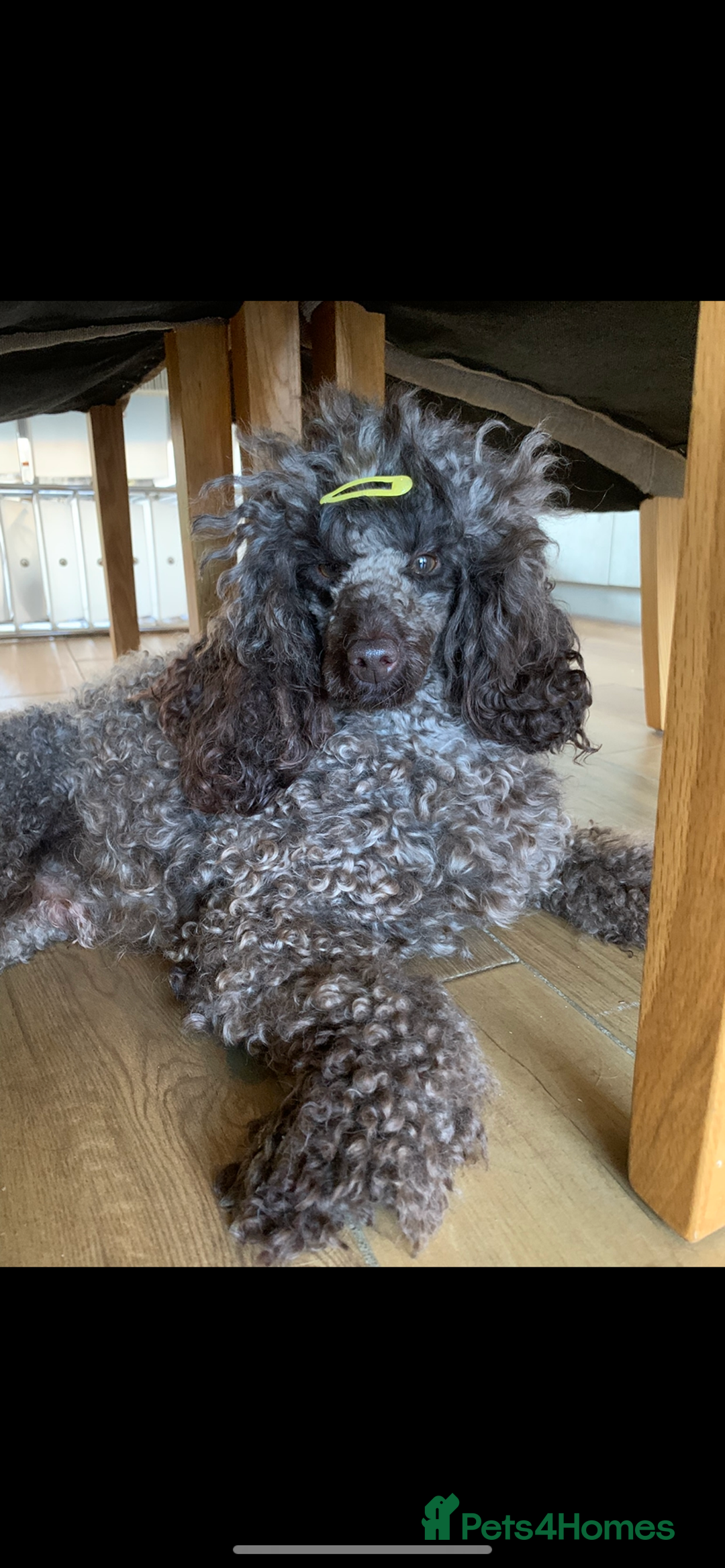 Cavapoo dogs for sale: 🐩 Stunning Chocolate KC Poodle – Lorde– 🐩 - Image 16