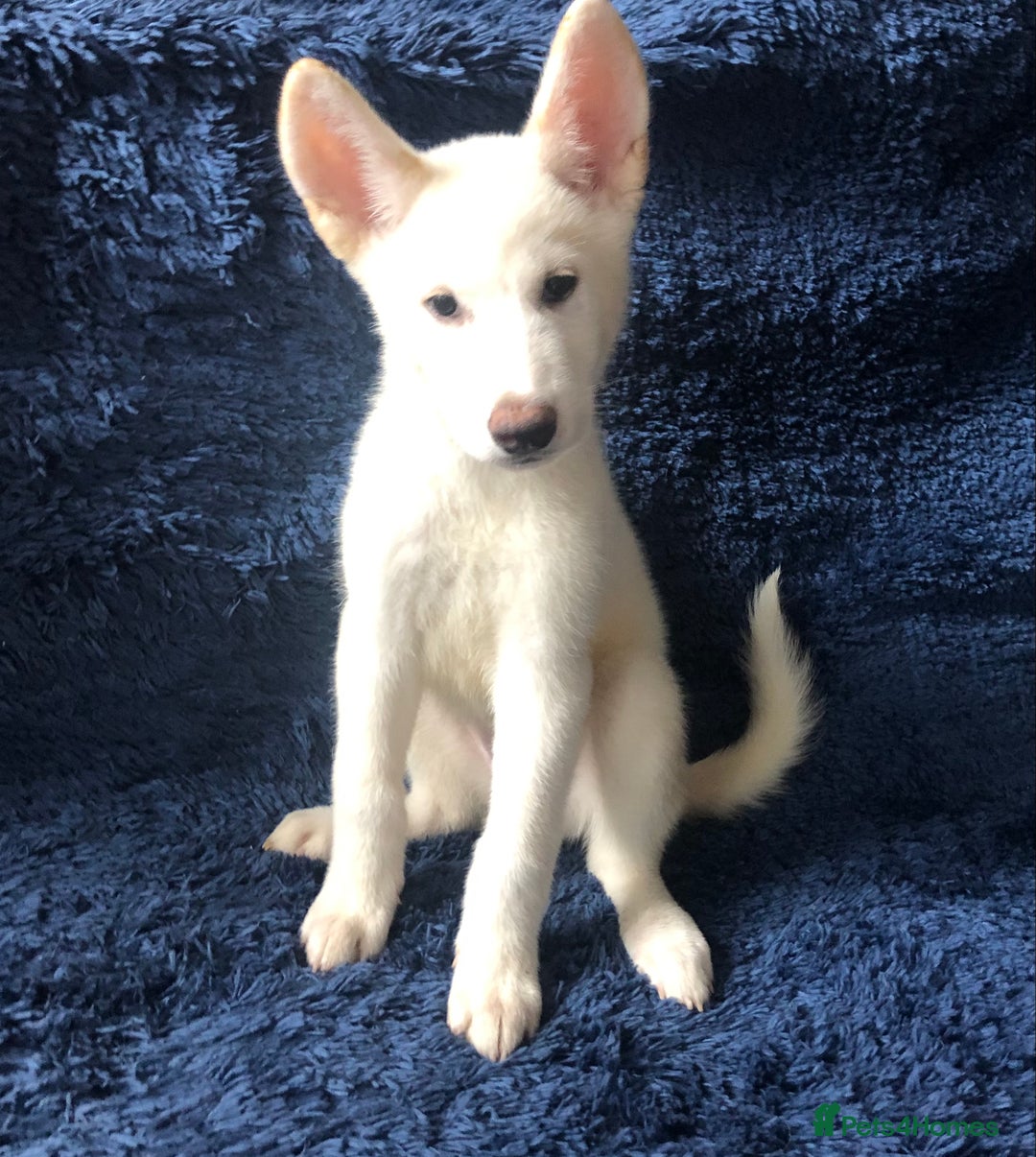 Mixed Breed dogs for sale: **REDUCED** READY NOW! Japanese Akita Puppies - Image 8