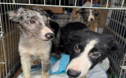Border Collie dogs for sale: 7 Gorgeous Border Collie Pups - Image 3