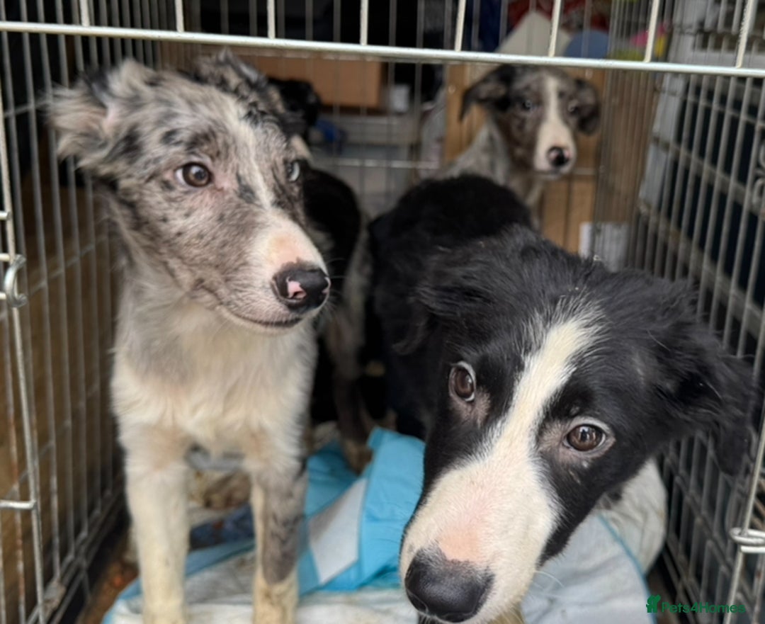 Border Collie dogs for sale: 7 Gorgeous Border Collie Pups - Image 3