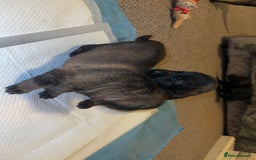 German Shepherd dogs for sale: 7 stunning kc reg working German shepherd pups - Image 4