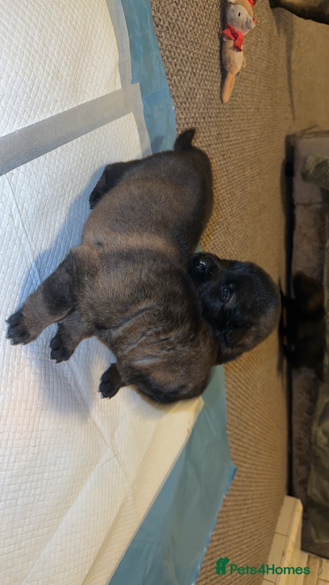 German Shepherd dogs for sale: 7 stunning kc reg working German shepherd pups - Image 4