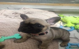 French Bulldog dogs for sale: French bulldog puppy  - Image 18