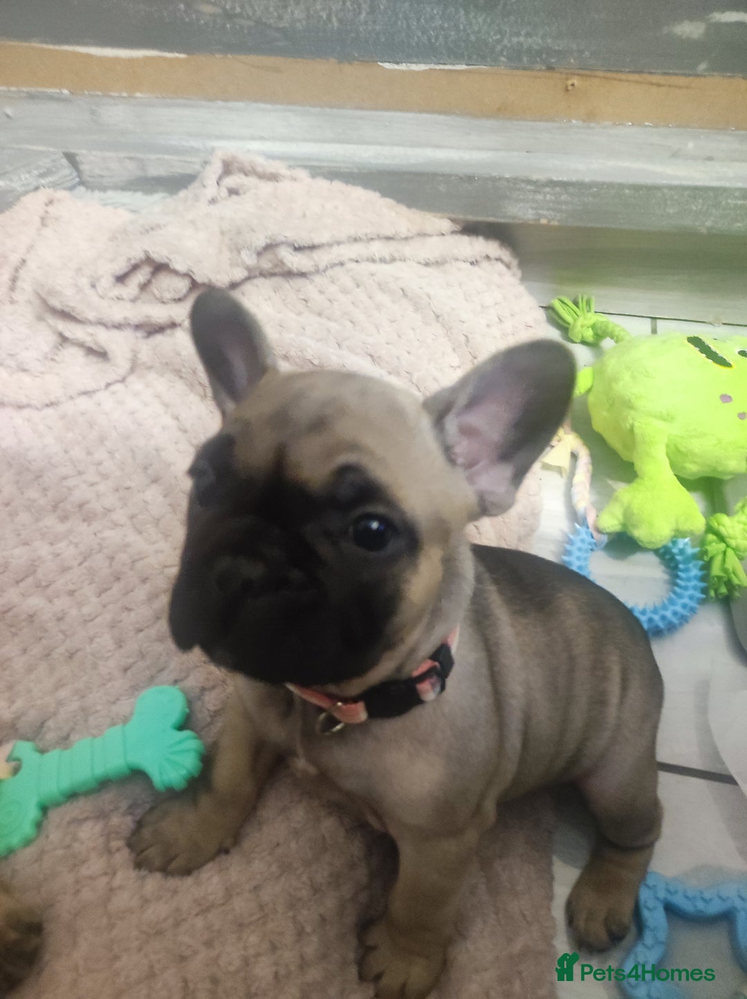 French Bulldog dogs for sale: French bulldog puppy  - Image 18