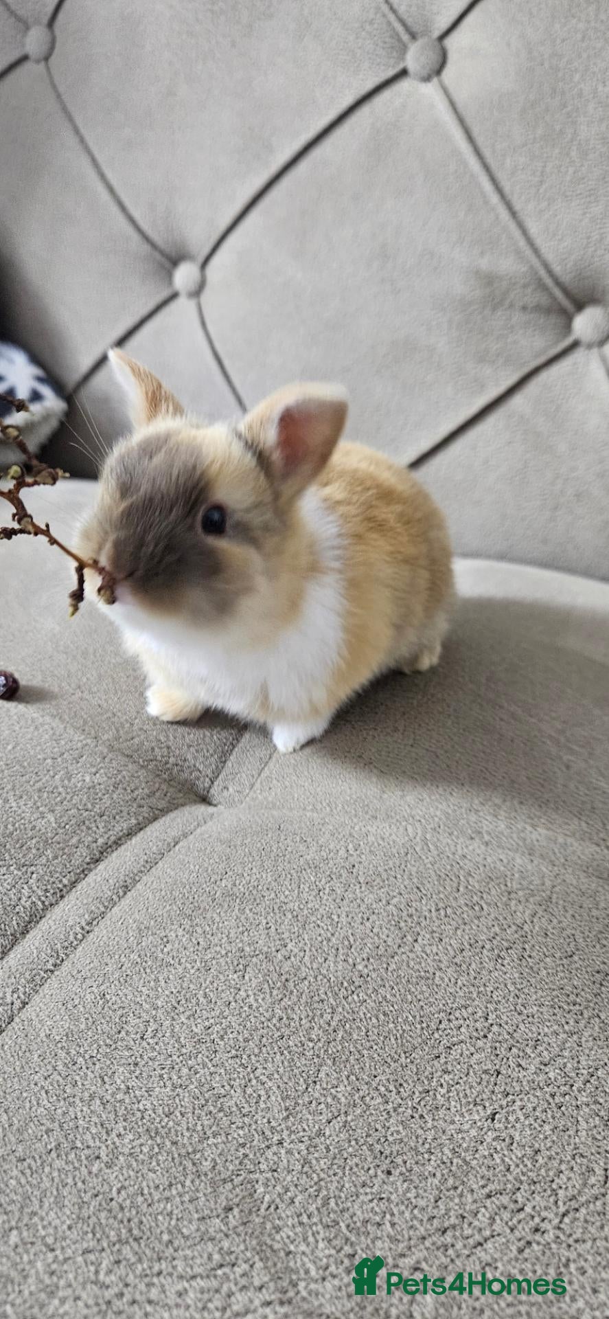 Mixed Breed rabbits for sale: They are 4 and 13 weeks olds 💞 - Advert 2