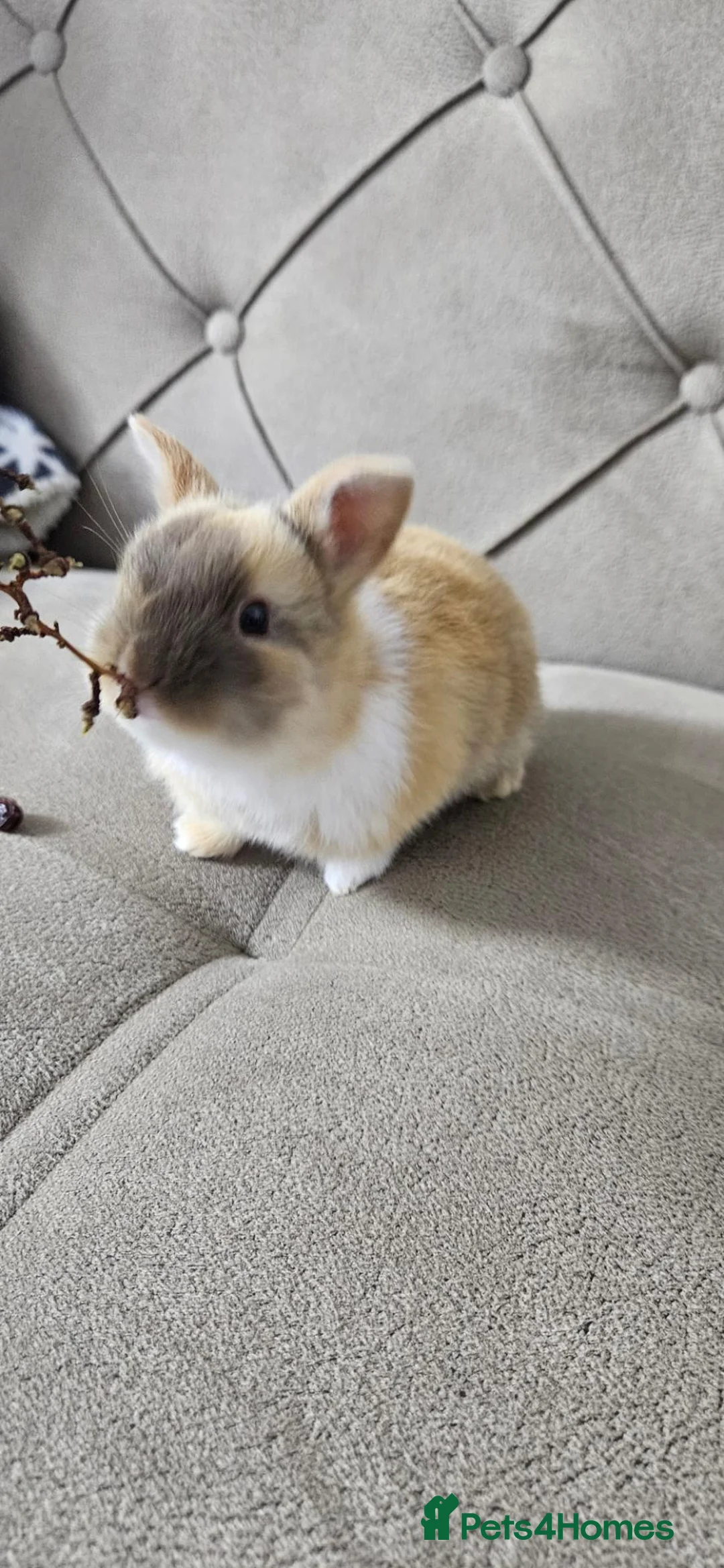 Mixed Breed rabbits for sale: They are 4 and 13 weeks olds 💞 - Advert 2