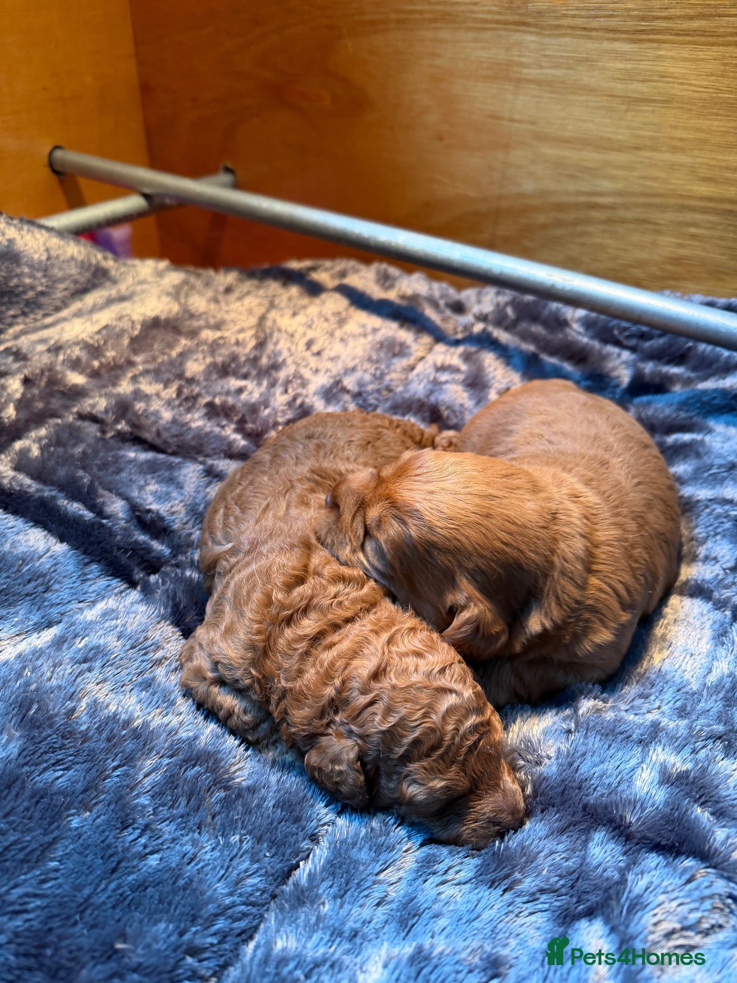 Labradoodle dogs Stunning red Labradoodle puppies  - Advert 1