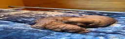 Labradoodle dogs for sale: Stunning red Labradoodle puppies  - Advert 1